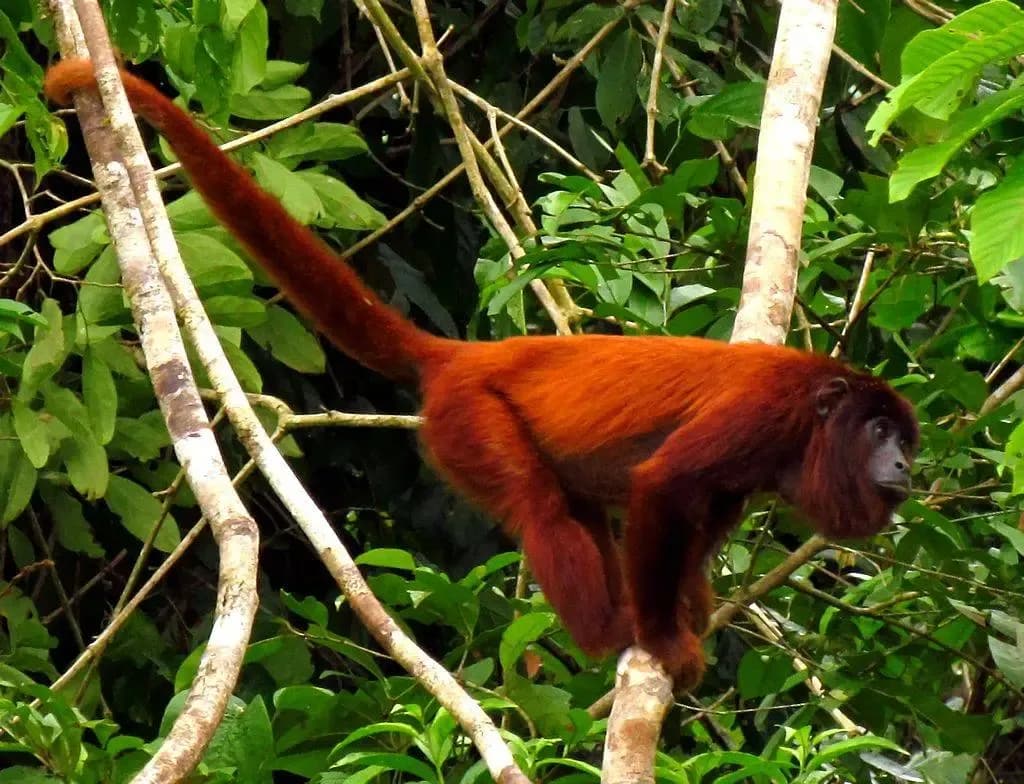 Mono aullador rojo trepando por ramas de bosque tropical verde con larga cola prensil